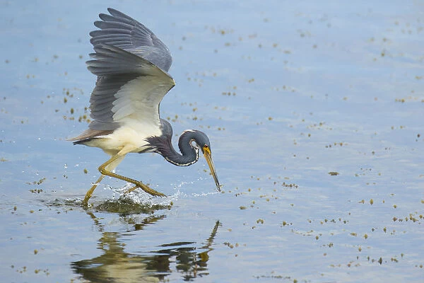 Tricolored heron (Egretta tricolor) adult in breeding plumage capturing fish by half-running