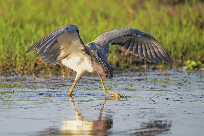 Framed Print : Tricolored heron (Egretta tricolor) fishing in shallow water with wings spread to provide shade for better visibility, Myakka River State Park, Florida, USA. March Framed Print : Tricolored heron (Egretta tricolor) fishing in shallow water with wings spread to provide shade for better visibility, Myakka River State Park, Florida, USA. March