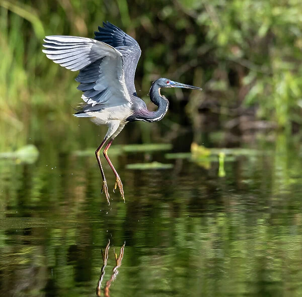 Tricolored heron (Egretta tricolor) fishing, taking off from water, . Everglades National Park, Florida, USA