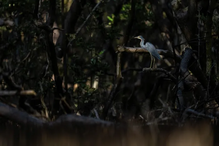 Framed Print : Tricolored heron (Egretta tricolor) perched in Black mangrove (Avicennia germinans) forest at sunset, Spanish lagoon, Aruba Framed Print : Tricolored heron (Egretta tricolor) perched in Black mangrove (Avicennia germinans) forest at sunset, Spanish lagoon, Aruba