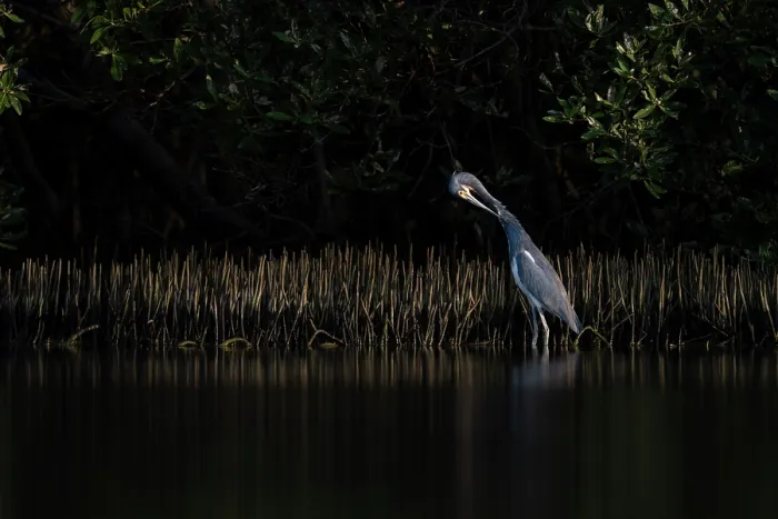 Framed Print : Tricolored heron (Egretta tricolor) preening among the aerial roots of Black mangroves (Avicennia germinans) at sunset, Spanish lagoon, Aruba Framed Print : Tricolored heron (Egretta tricolor) preening among the aerial roots of Black mangroves (Avicennia germinans) at sunset, Spanish lagoon, Aruba