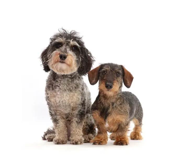 Framed Print : Tricolour Daxie-doodle dog, Dougal, and wire-haired Dachshund Framed Print : Tricolour Daxie-doodle dog, Dougal, and wire-haired Dachshund
