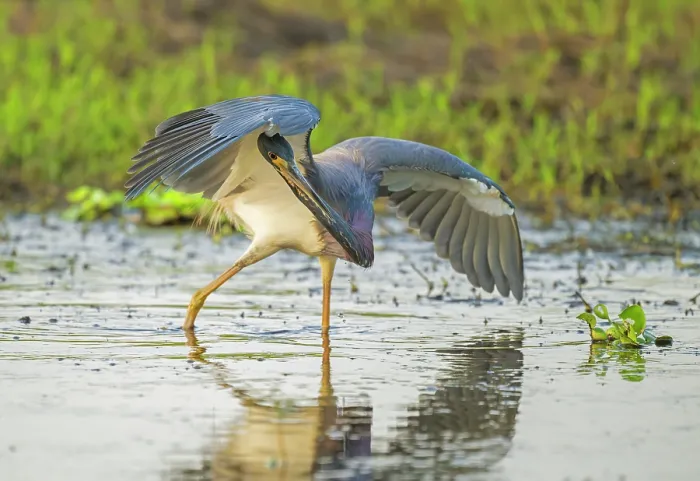 Framed Print : Tricoloured heron (Egretta tricolor) fishing in shallow water, Myakka River State Park, Florida, USA. March Framed Print : Tricoloured heron (Egretta tricolor) fishing in shallow water, Myakka River State Park, Florida, USA. March