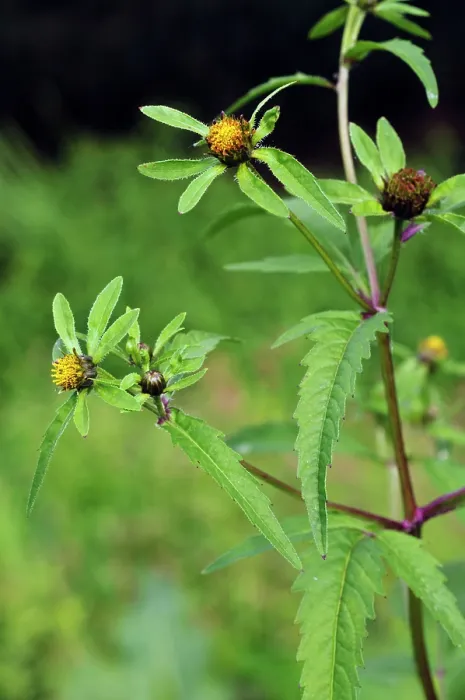 Framed Print : Trifid bur-marigold (Bidens tripartita) in flower in meander field near Foxbury Shaw, River Mole, Surrey, England, UK. August