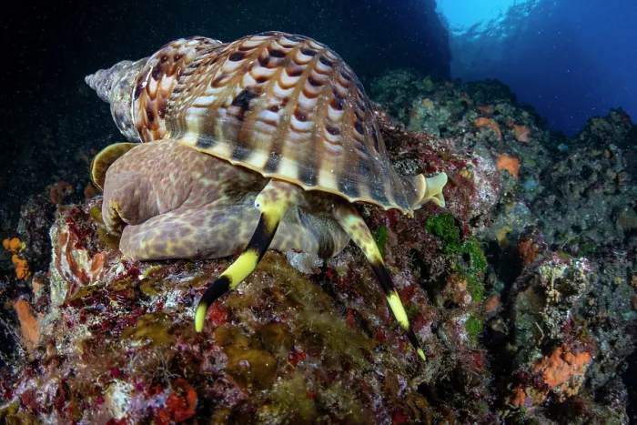 Framed Print : Triton shell (Charonia variegata) on a reef, Vis Island, Croatia, Adriatic Sea Framed Print : Triton shell (Charonia variegata) on a reef, Vis Island, Croatia, Adriatic Sea