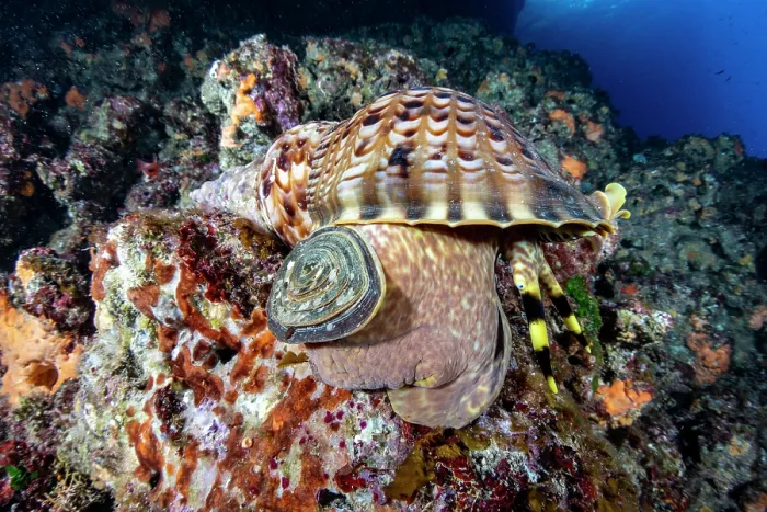 Framed Print : Triton shell (Charonia variegata) on a reef, Vis Island, Croatia, Adriatic Sea Framed Print : Triton shell (Charonia variegata) on a reef, Vis Island, Croatia, Adriatic Sea