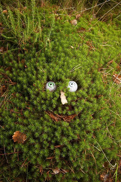 Troll face in Polytrichum moss (Polytrichum sp. )
