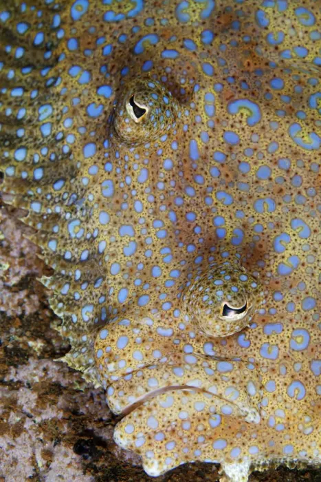 Framed Print : Tropical Flounder (Bothus mancus), Socorro Island, Revillagigedo Archipelago Biosphere Framed Print : Tropical Flounder (Bothus mancus), Socorro Island, Revillagigedo Archipelago Biosphere