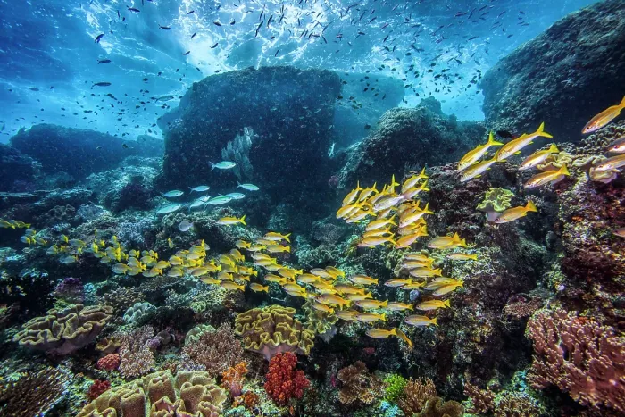 Framed Print : A tropical Indo-Pacific reef scene with a mixed school of Bigeye snappers (Lutjanus lutjanus) and Yellowfin goatfish (Mulloidichthys vanicolensis) Framed Print : A tropical Indo-Pacific reef scene with a mixed school of Bigeye snappers (Lutjanus lutjanus) and Yellowfin goatfish (Mulloidichthys vanicolensis)