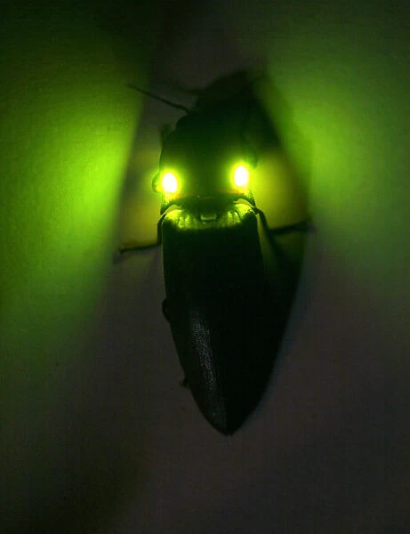 Tropical luminous click beetle {Pyrophorus sp