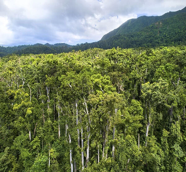 Tropical rainforest canopy. Syndicate Forest, Morne Diablotin National Park, Dominica