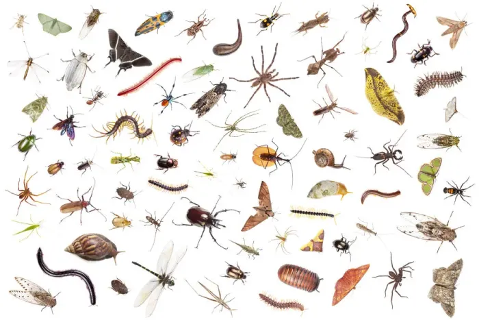 Framed Print : Tropical rainforest invertebrates, Sabah, Borneo. Digital composite Framed Print : Tropical rainforest invertebrates, Sabah, Borneo. Digital composite