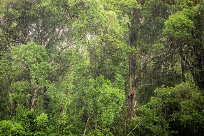Framed Print : Tropical rainforest during a rain storm, Masoala National Park, Madagascar. March, 2018 Framed Print : Tropical rainforest during a rain storm, Masoala National Park, Madagascar. March, 2018