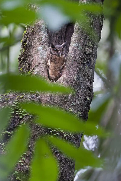 Tropical Screech Owl (Megascops choliba) perched in tree hole in rainforest canopy