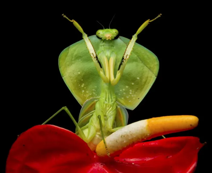 Framed Print : Tropical shield mantis (Choeradodis rhombicollis) in defensive position, on flower Framed Print : Tropical shield mantis (Choeradodis rhombicollis) in defensive position, on flower