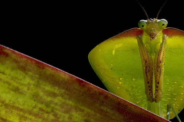 Tropical shield mantis (Choeradodis sp. ) Sumaco National Park, Napo, Ecuador
