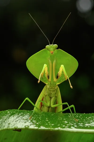 Mantodea Art Prints, Posters & Puzzles