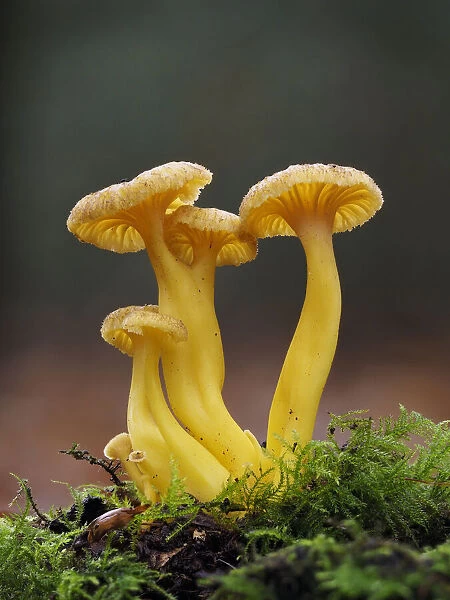 Trumpet Chanterelle (Cantharellus tubaeformis) Group fruiting on woodland floor