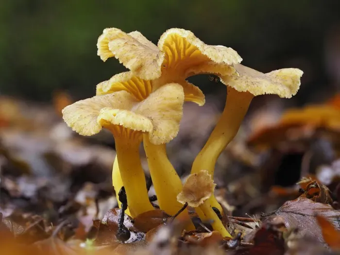 Framed Print : Trumpet Chanterelle (Cantharellus tubaeformis) Group fruiting on woodland floor Framed Print : Trumpet Chanterelle (Cantharellus tubaeformis) Group fruiting on woodland floor