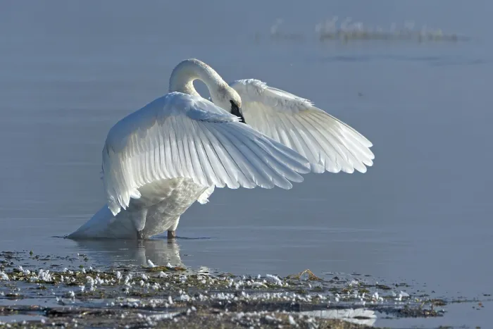 Framed Print : Trumpeter swan (Cygnus buccinator) taking off from the Yellowstone River, Yellowstone National Park, Wyoming, USA. September Framed Print : Trumpeter swan (Cygnus buccinator) taking off from the Yellowstone River, Yellowstone National Park, Wyoming, USA. September