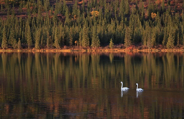 Trumpeter Swans (Cygnus buccinator) on lake, during migration through Denali mountainous