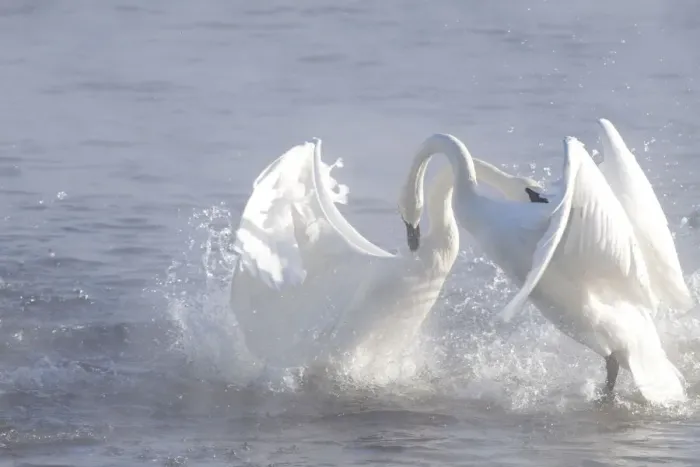 Framed Print : Trumpeter Swans (Cygnus buccinator) in winter morning mist, showing aggression during