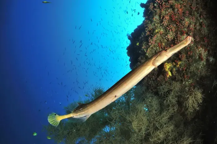 Framed Print : Trumpetfish (Aulostomus chinensis) on the coral drop off, Sulu Sea, Philippines Framed Print : Trumpetfish (Aulostomus chinensis) on the coral drop off, Sulu Sea, Philippines