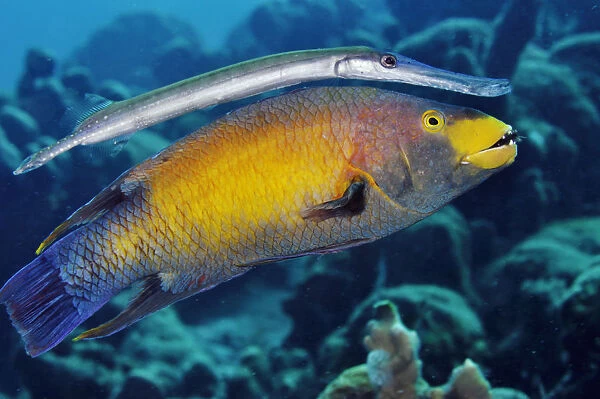Trumpetfish (Aulostomus maculatus) using a Spanish Hogfish (Bodianus rufus) as a