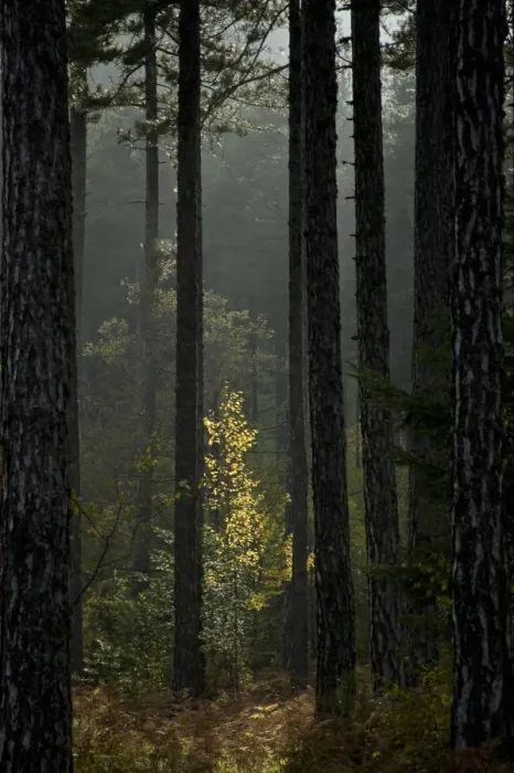 Framed Print : Trunks in Pine (Pinus nigra) forest, Valia Calda, Pindos NP, Pindos Mountains, Greece Framed Print : Trunks in Pine (Pinus nigra) forest, Valia Calda, Pindos NP, Pindos Mountains, Greece