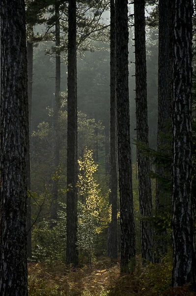 Trunks in Pine (Pinus nigra) forest, Valia Calda, Pindos NP, Pindos Mountains, Greece