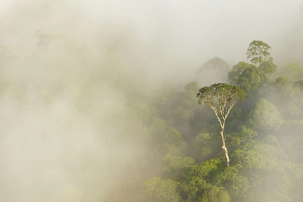 Tualang  /  Mengaris tree (Koompassia excelsa) emerging from canopy amongst cloud. Danum Valley