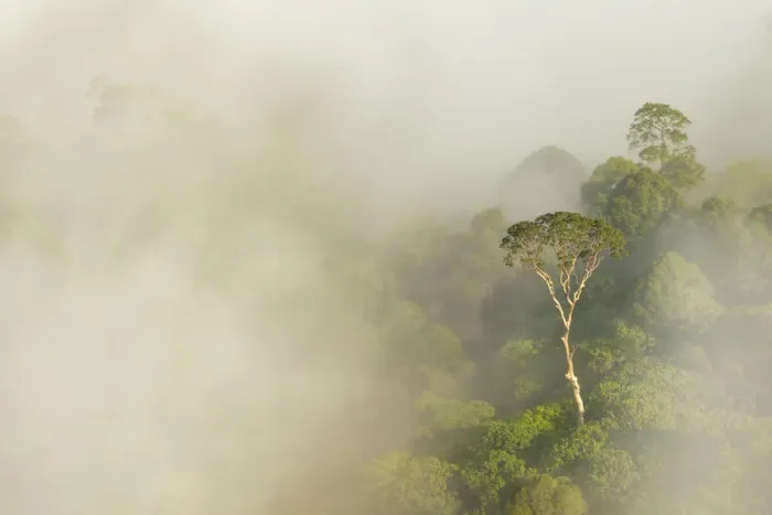 Framed Print : Tualang  /  Mengaris tree (Koompassia excelsa) emerging from canopy amongst cloud. Danum Valley