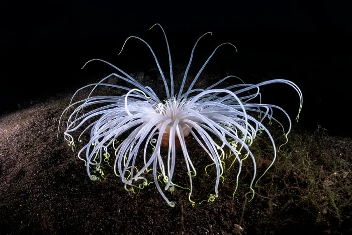 Framed Print : Tube anemone (Cerianthus filiformis) portrait, Shizuoka Prefecture, Japan, Pacific Ocean Framed Print : Tube anemone (Cerianthus filiformis) portrait, Shizuoka Prefecture, Japan, Pacific Ocean