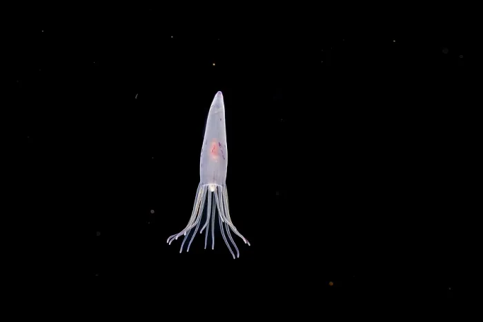 Framed Print : Tube anemone (Cerianthus sp.) larvae swimming in open ocean at night, Yap, Federated States of Micronesia, Pacific Ocean Framed Print : Tube anemone (Cerianthus sp.) larvae swimming in open ocean at night, Yap, Federated States of Micronesia, Pacific Ocean