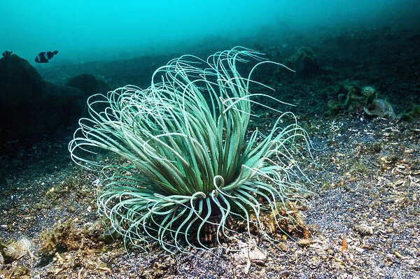 Tube anemone (Cerianthus sp) Lembeh, Sulawesi, Indonesia