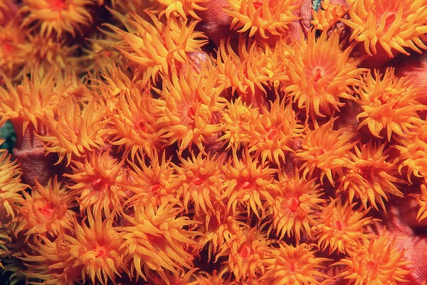 Tube coral polyps feeding {Tubastrea faulkneri} Milne Bay, Papua New Guinea