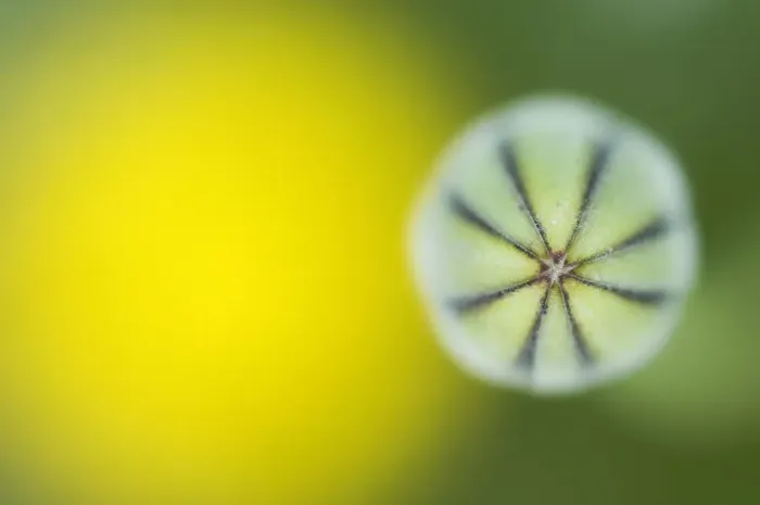 Framed Print : Tuberous hawkbit (Leontodon tuberosus) bud, abstract, Menorca, Balearic Islands, Spain Framed Print : Tuberous hawkbit (Leontodon tuberosus) bud, abstract, Menorca, Balearic Islands, Spain