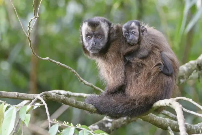 Framed Print : Tufted / Brown capuchin (Cebus apella), female with baby on back, sitting in tree Framed Print : Tufted / Brown capuchin (Cebus apella), female with baby on back, sitting in tree
