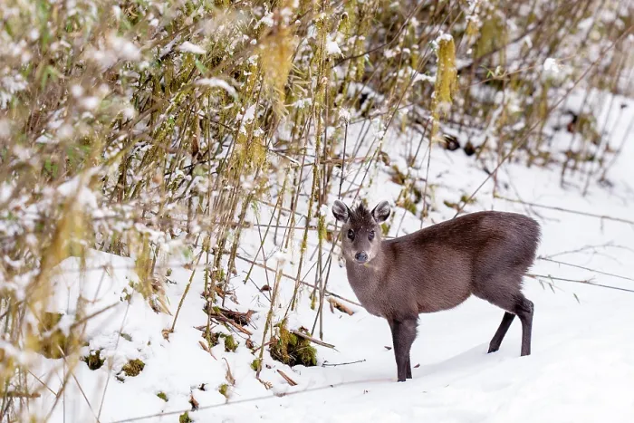 Framed Print : Tufted deer (Elaphodus cephalophus) standing on snow, Jiajinshan National Forest Park, Sichuan, China. March Framed Print : Tufted deer (Elaphodus cephalophus) standing on snow, Jiajinshan National Forest Park, Sichuan, China. March