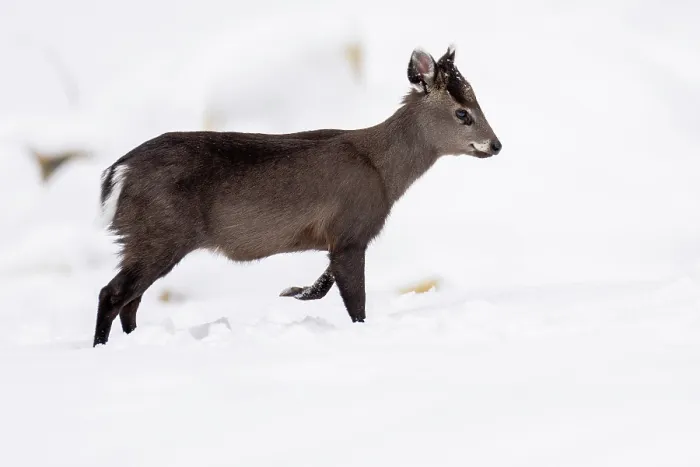 Framed Print : Tufted deer (Elaphodus cephalophus) walking through snow, Jiajinshan National Forest Park, Sichuan, China. March Framed Print : Tufted deer (Elaphodus cephalophus) walking through snow, Jiajinshan National Forest Park, Sichuan, China. March