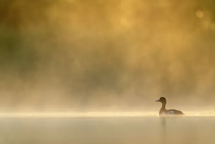Framed Print : Tufted duck (Aythya fuligula) on water on a misty morning, Valkenhorst Nature Reserve, Valkenswaard, The Netherlands. June Framed Print : Tufted duck (Aythya fuligula) on water on a misty morning, Valkenhorst Nature Reserve, Valkenswaard, The Netherlands. June