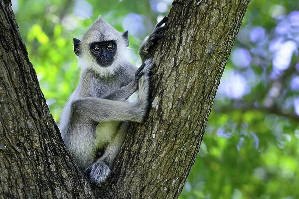 Tufted gray langur (Semnopithecus priam thersites subspecies) sitting in nook f tree, Trincomalee, Sri Lanka, Endangered on the IUCN Red List