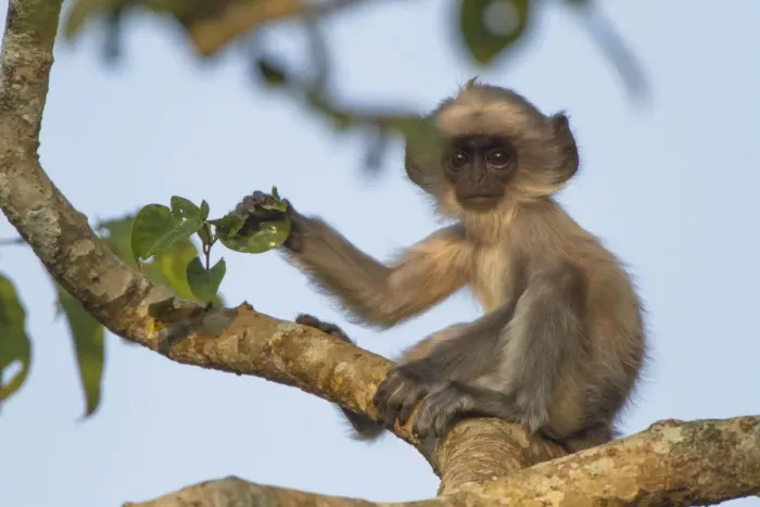 Framed Print : Tufted grey langur (Semnopithecus priam) baby in tree, Nilgiri Biosphere Reserve, Karnataka, India Framed Print : Tufted grey langur (Semnopithecus priam) baby in tree, Nilgiri Biosphere Reserve, Karnataka, India