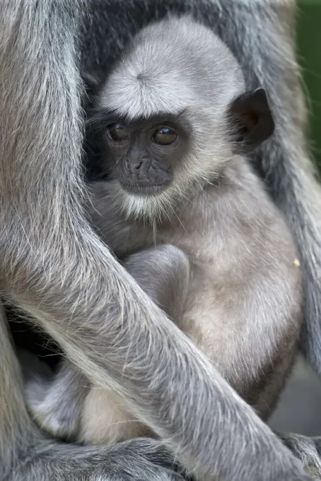 Framed Print : Tufted grey langur (Semnopithecus priam priam) baby, Sri Lanka Framed Print : Tufted grey langur (Semnopithecus priam priam) baby, Sri Lanka