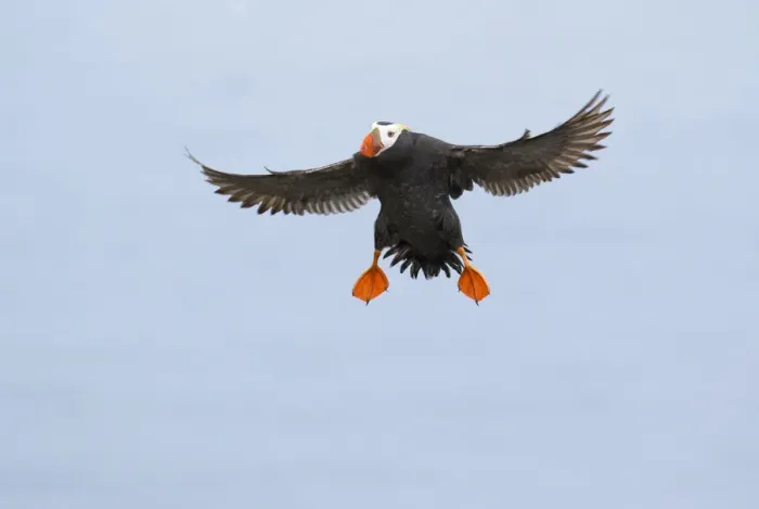 Framed Print : Tufted puffin (Fratercula cirrhata), adult in breeding plumage flying in preparing to land, St Framed Print : Tufted puffin (Fratercula cirrhata), adult in breeding plumage flying in preparing to land, St