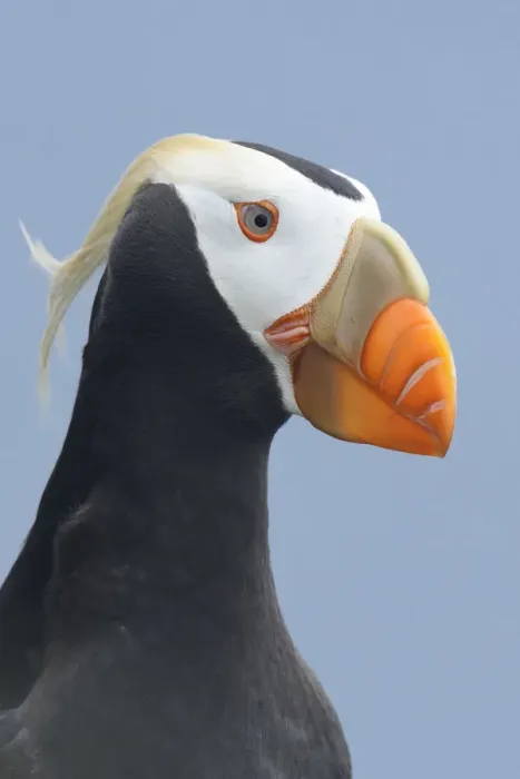 Framed Print : Tufted puffin (Fratercula cirrhata) in breeding plumage. St. Paul Island, Alaska. July Framed Print : Tufted puffin (Fratercula cirrhata) in breeding plumage. St. Paul Island, Alaska. July
