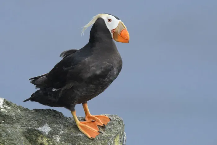 Framed Print : Tufted puffin (Fratercula cirrhata) in breeding plumage. St. Paul Island, Alaska. July Framed Print : Tufted puffin (Fratercula cirrhata) in breeding plumage. St. Paul Island, Alaska. July