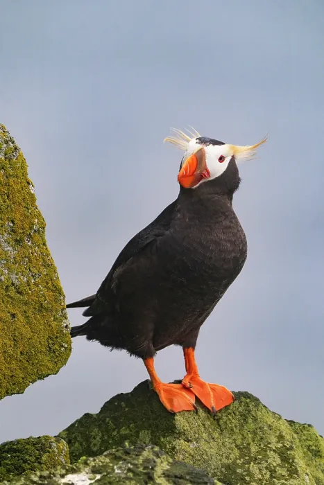 Framed Print : Tufted puffin (Fratercula cirrhata) in breeding plumage, perched on rock, St. Paul, Pribilof Islands, Alaska, USA. July Framed Print : Tufted puffin (Fratercula cirrhata) in breeding plumage, perched on rock, St. Paul, Pribilof Islands, Alaska, USA. July