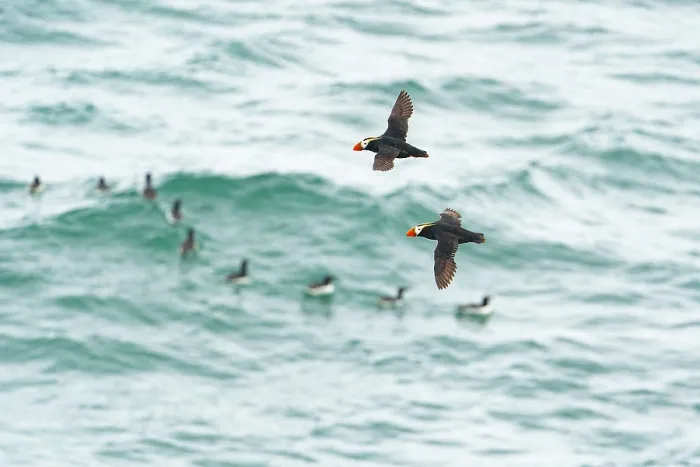 Framed Print : Two Tufted puffins (Fratercula cirrhata) in flight over water with flock of Common murres (Uria aalge) swimming in the background, Pribilof Islands, Alaska, USA. August Framed Print : Two Tufted puffins (Fratercula cirrhata) in flight over water with flock of Common murres (Uria aalge) swimming in the background, Pribilof Islands, Alaska, USA. August