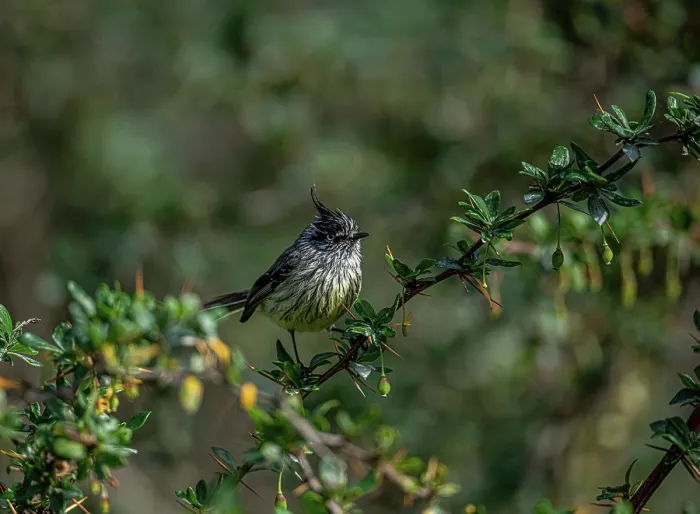 Framed Print : Tufted tit-tyrant (Anairetes parulus) perched on branch, Ushuaia, Argentina Framed Print : Tufted tit-tyrant (Anairetes parulus) perched on branch, Ushuaia, Argentina